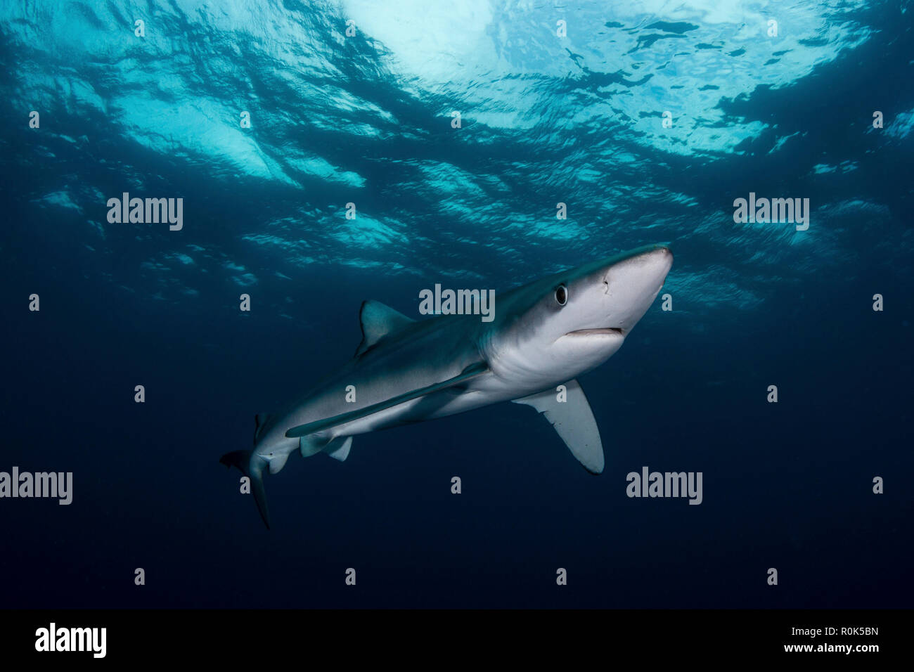 Blue shark (Prionace glauca), South Africa. Stock Photo