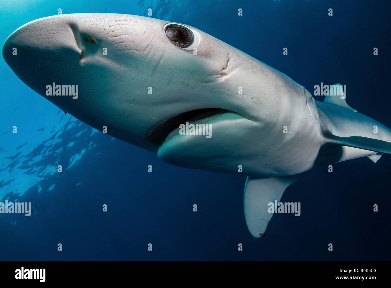 Close-up view of a blue shark, South Africa. Stock Photo