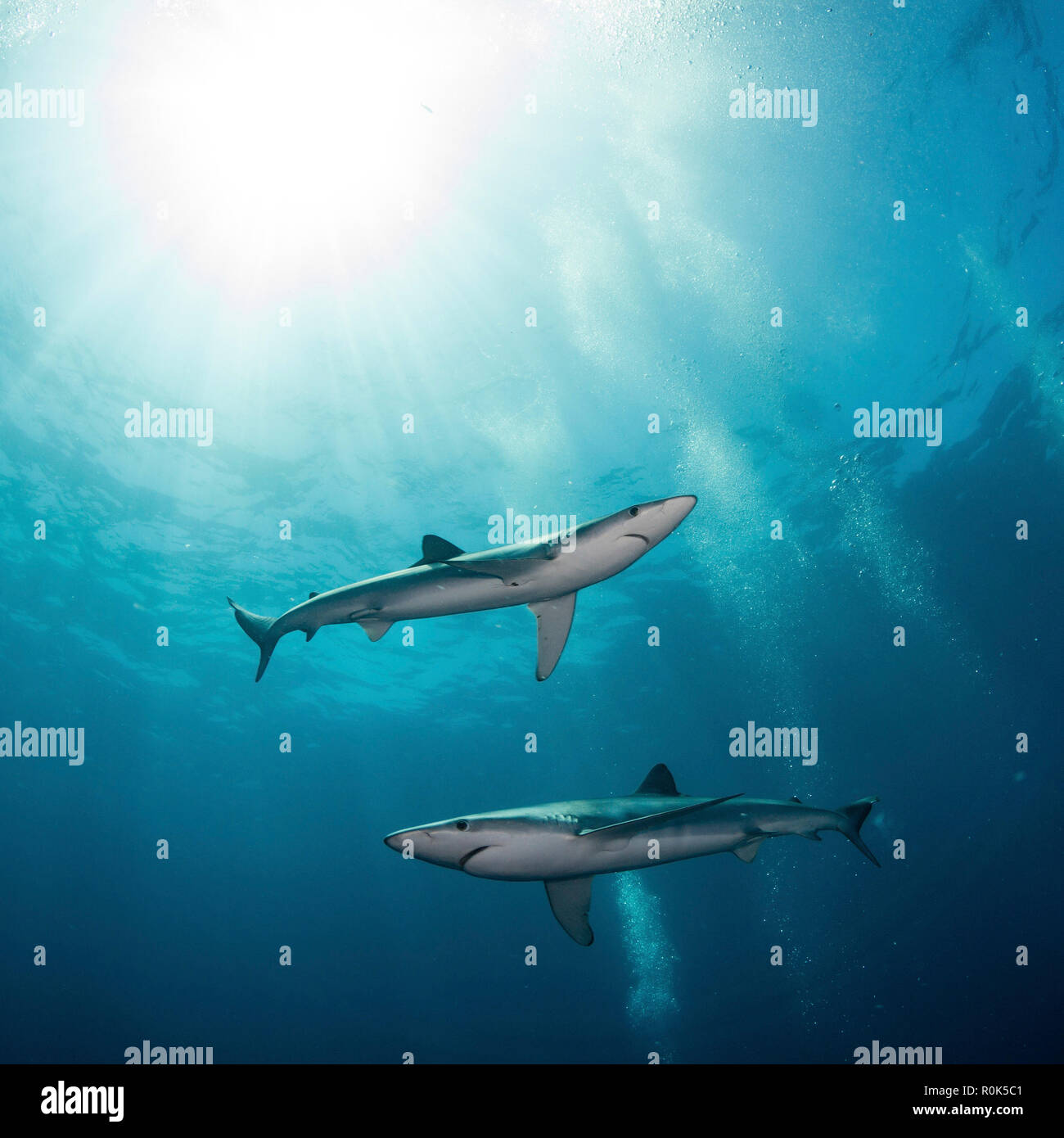 Two blue sharks (Prionace glauca), South Africa. Stock Photo