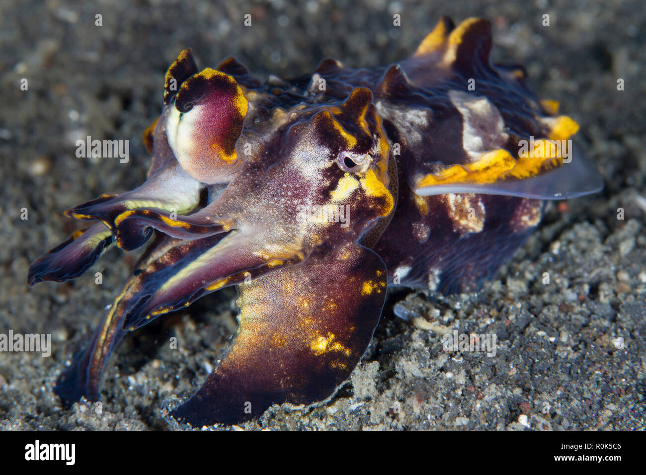 Pfeffer's flamboyant cuttlefish in the Lembeh Strait, Indonesia. Stock Photo