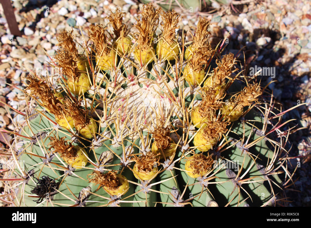 A close up of a flowering Emory's Barrel Cactus, Ferocactus emoryi, in a rocky bed, in Arizona, USA Stock Photo