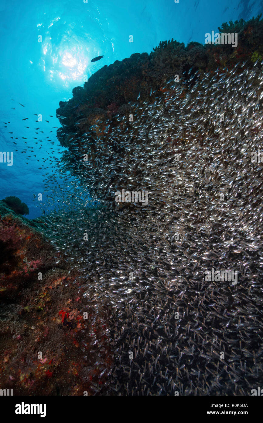 A dense school of bait fish by the wreck of the USS Liberty, Bali, Indonesia. Stock Photo