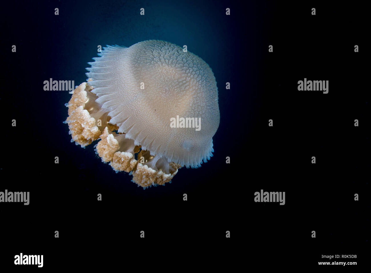 Large jellyfish floating in the waters of Tioman, Malaysia. Stock Photo