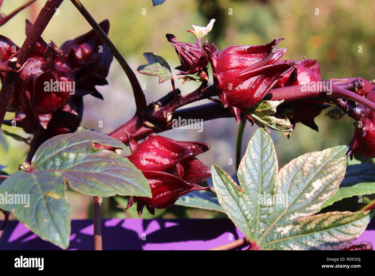 Close up of the flowers of a Jamaica Roselle flower Stock Photo Alamy