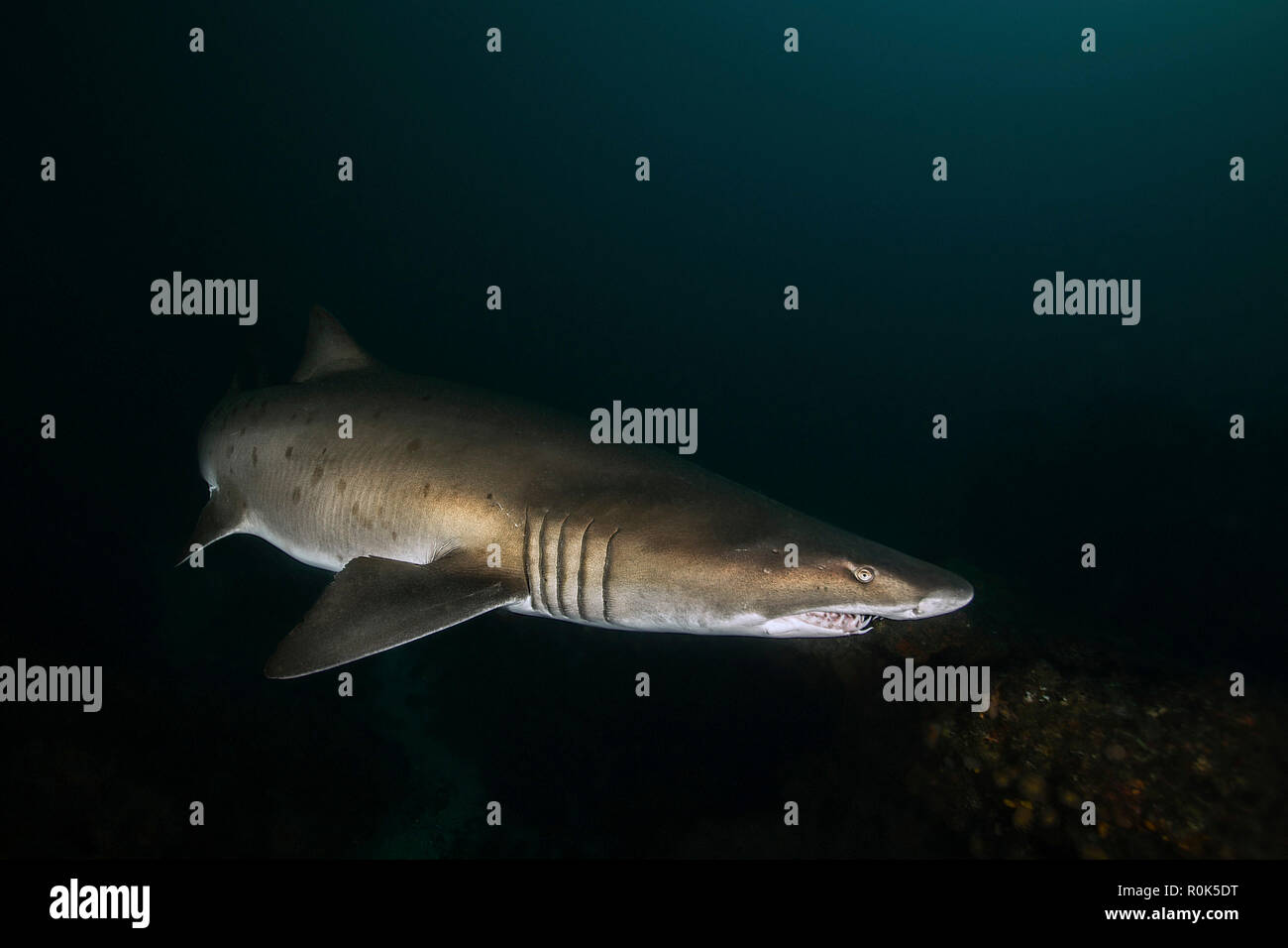 A ragged-tooth shark hunting for food in the waters of South Africa. Stock Photo