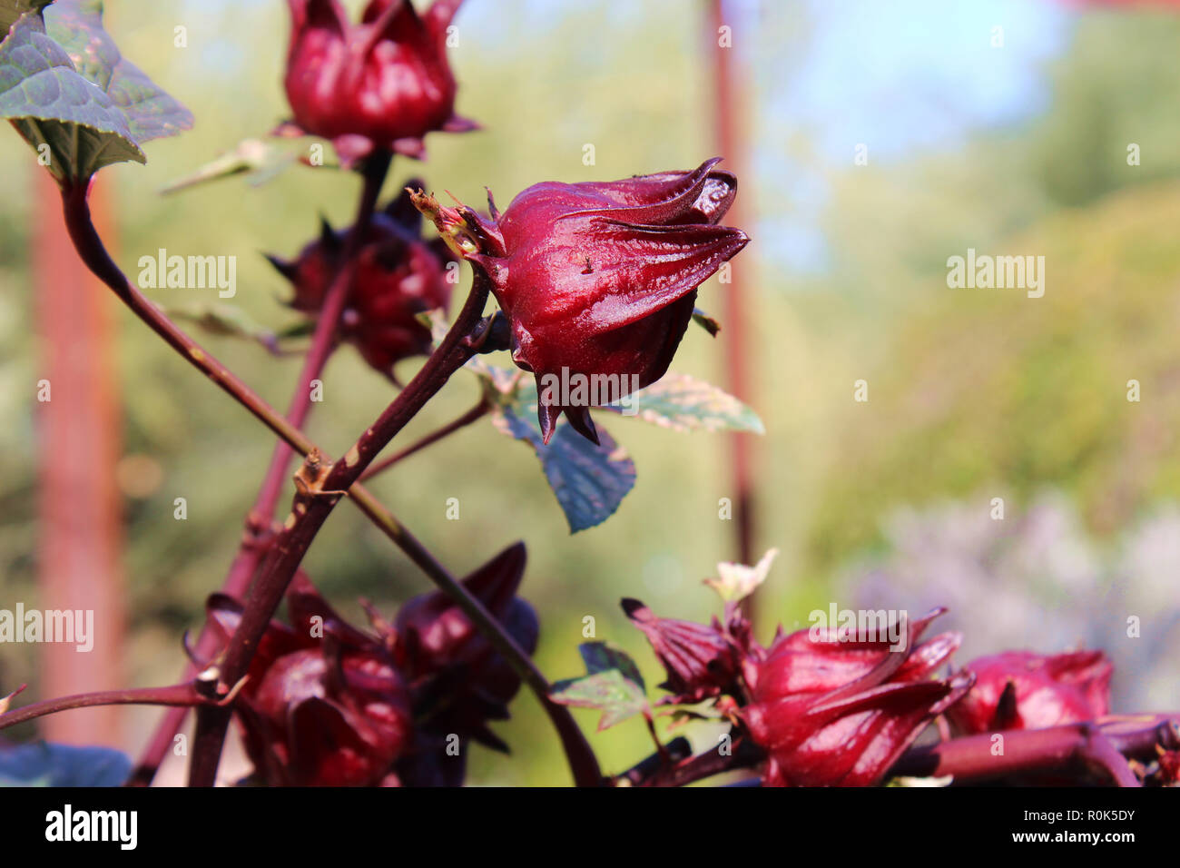 Roselle flowers hires stock photography and images Alamy