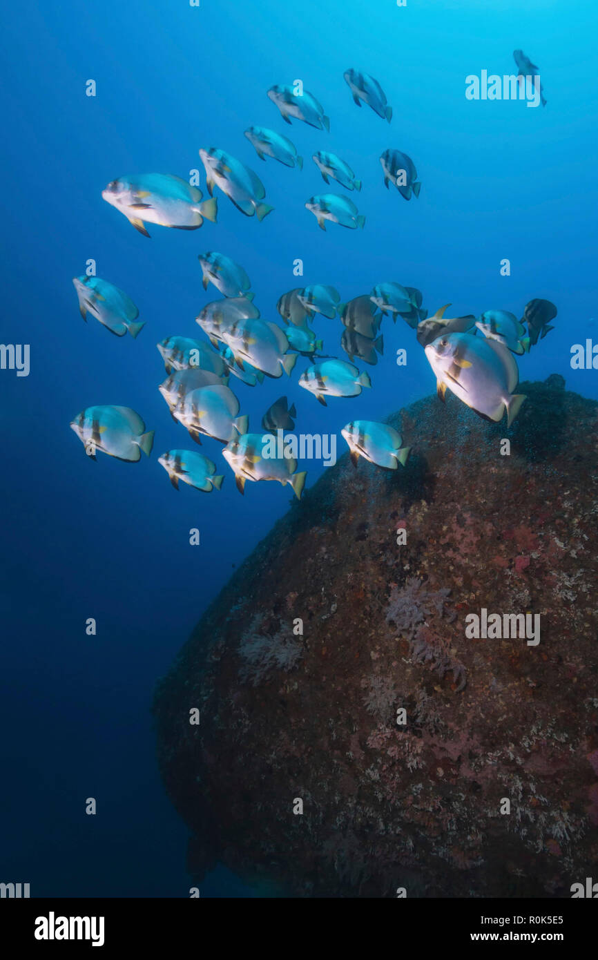 School of batfish over the wreck of Alma Jane in the Philippines. Stock Photo