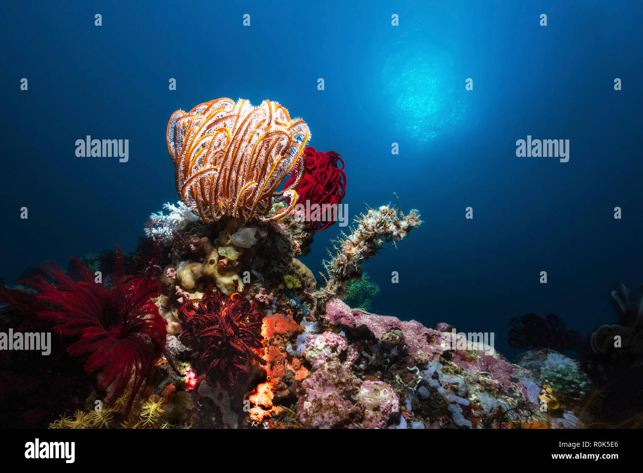 Collection of crinoids, sponges and corals in the Philippines. Stock Photo