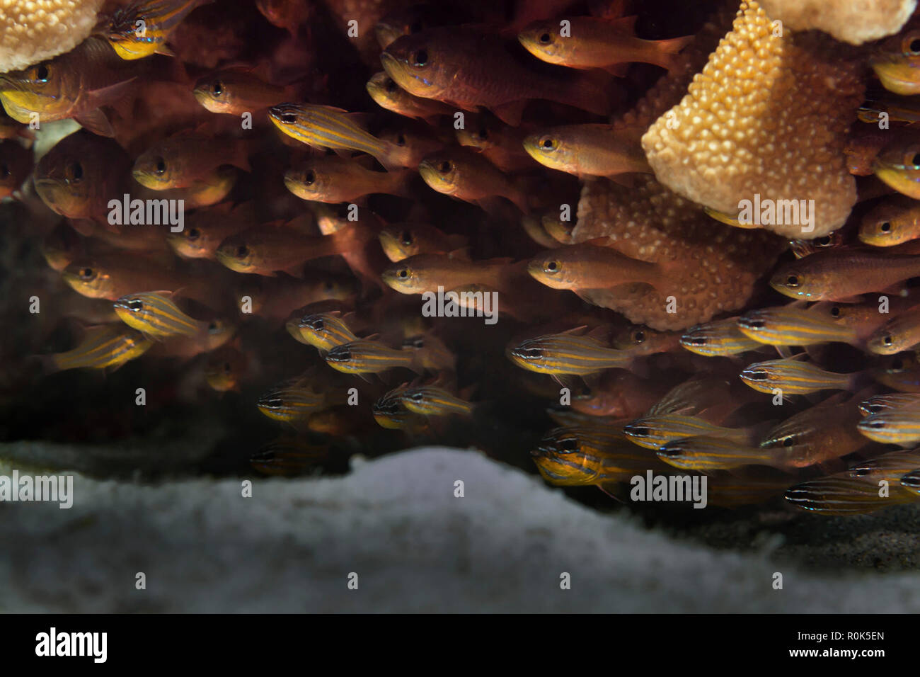 School of yellowstriped cardinalfish. Stock Photo