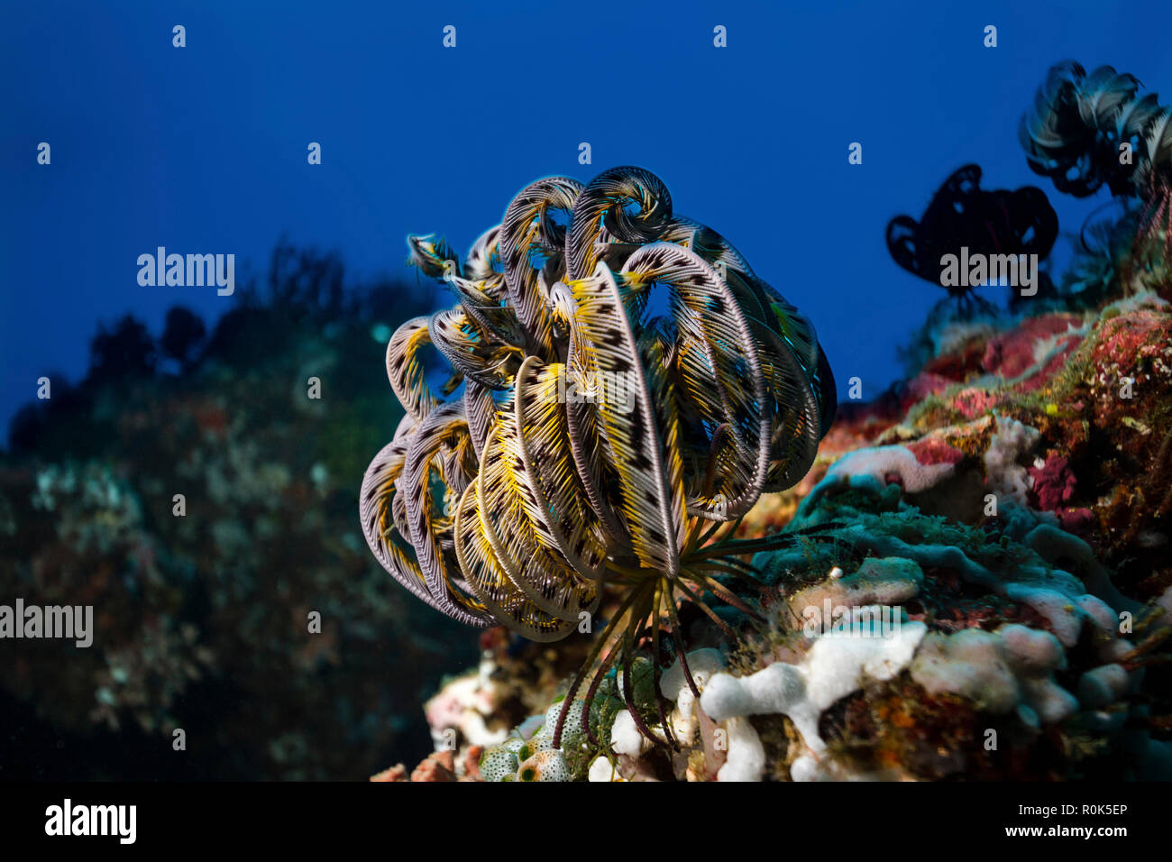 A feather star is ready to feed on the particles that the current brings to it. Stock Photo