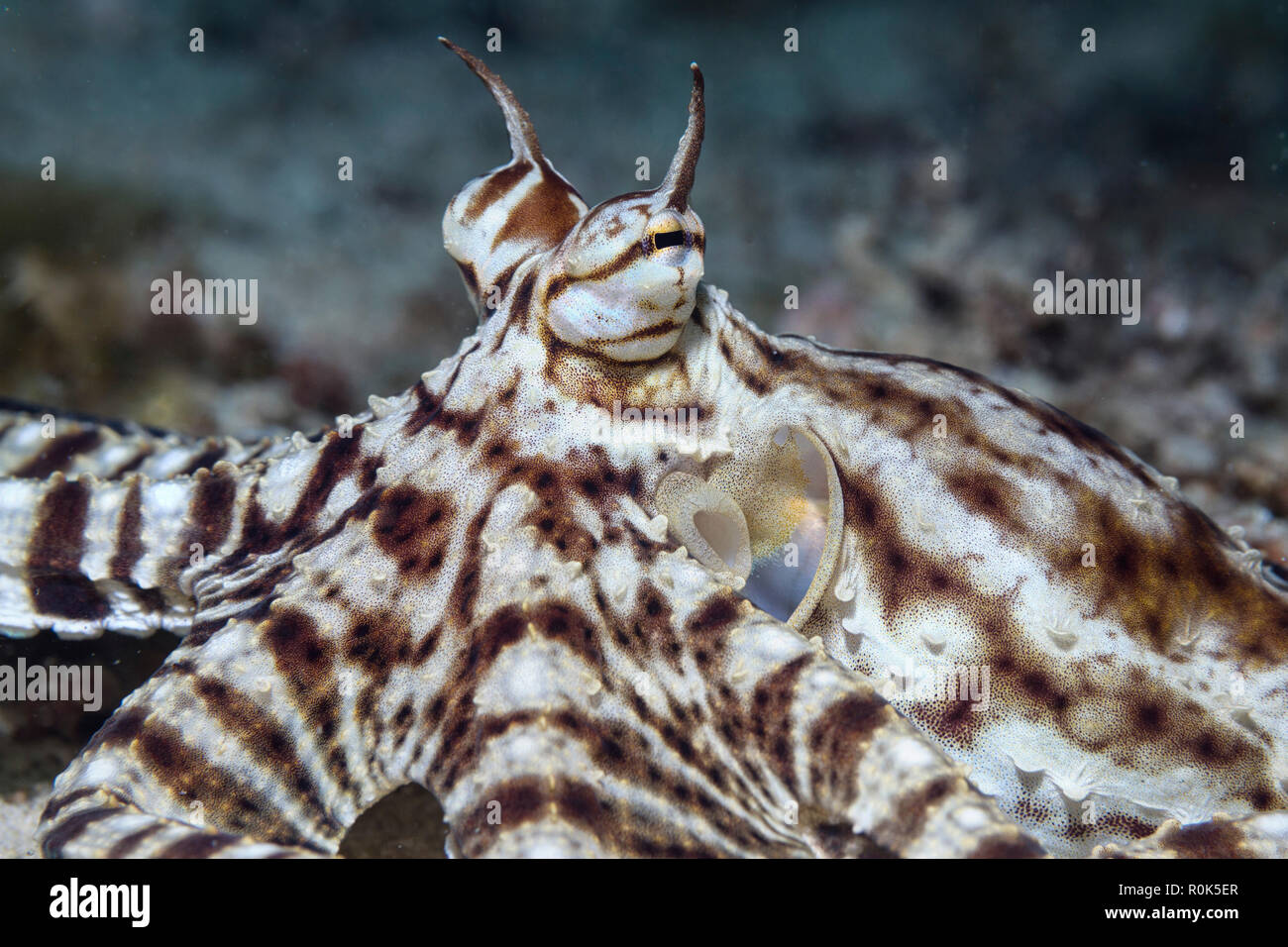 Mimic octopus (Thaumoctopus mimicus), Philippines. Stock Photo