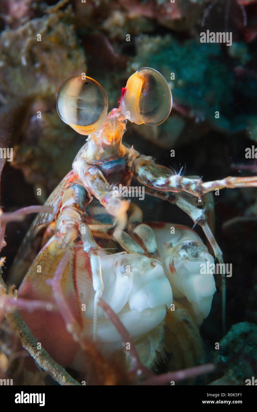 Mantis shrimp (Odontodactylus latirostris), Philippines. Stock Photo