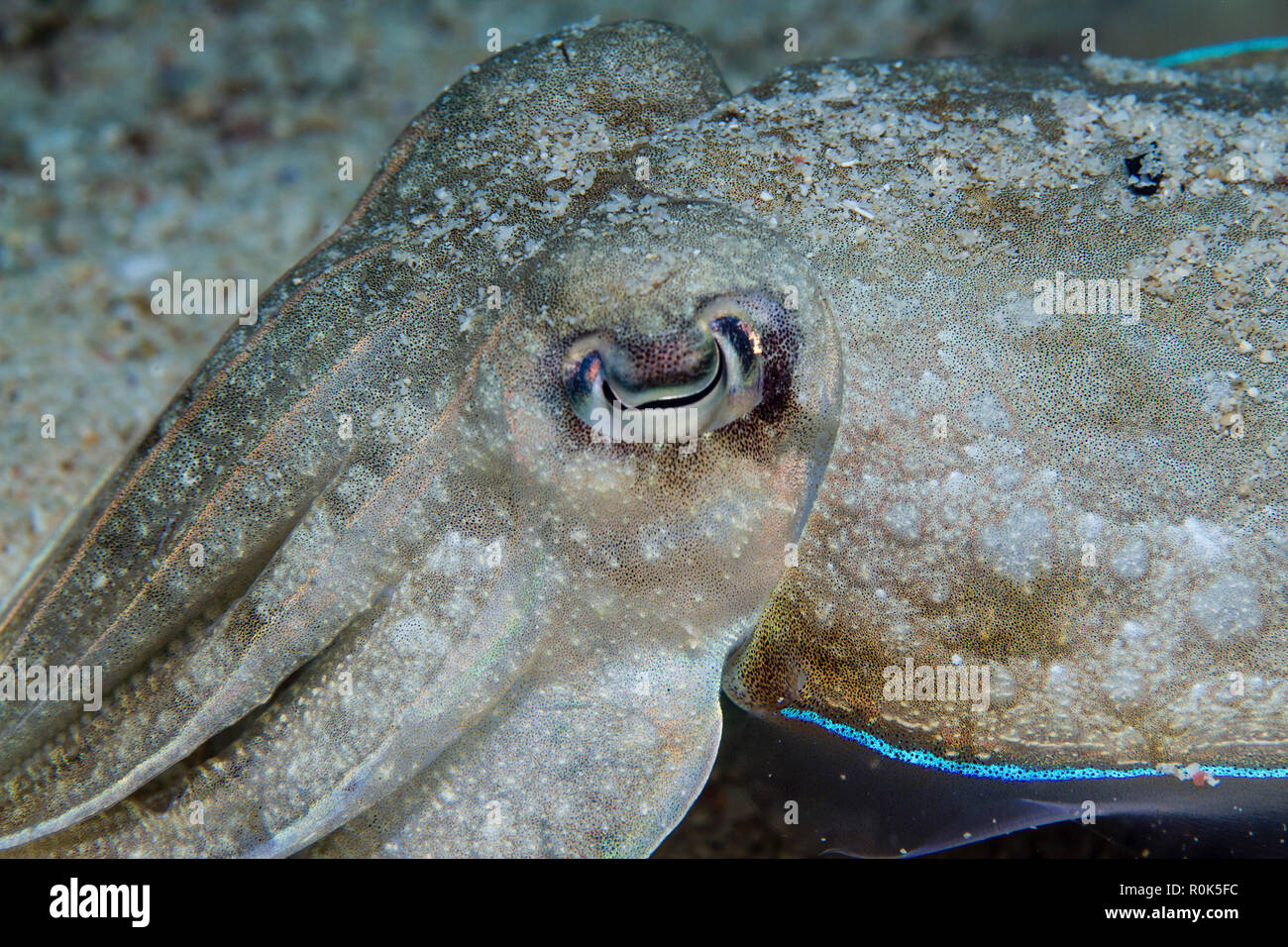 Close-up view of the face of a broadclub cuttlefish, Philippines. Stock Photo