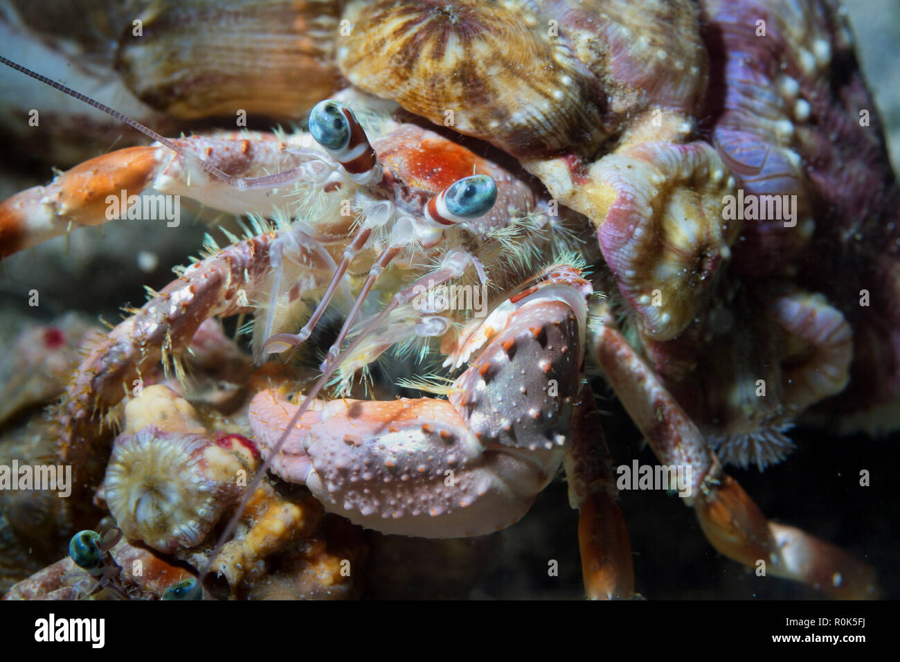 Close-up of a hermit crab, Philippines. Stock Photo