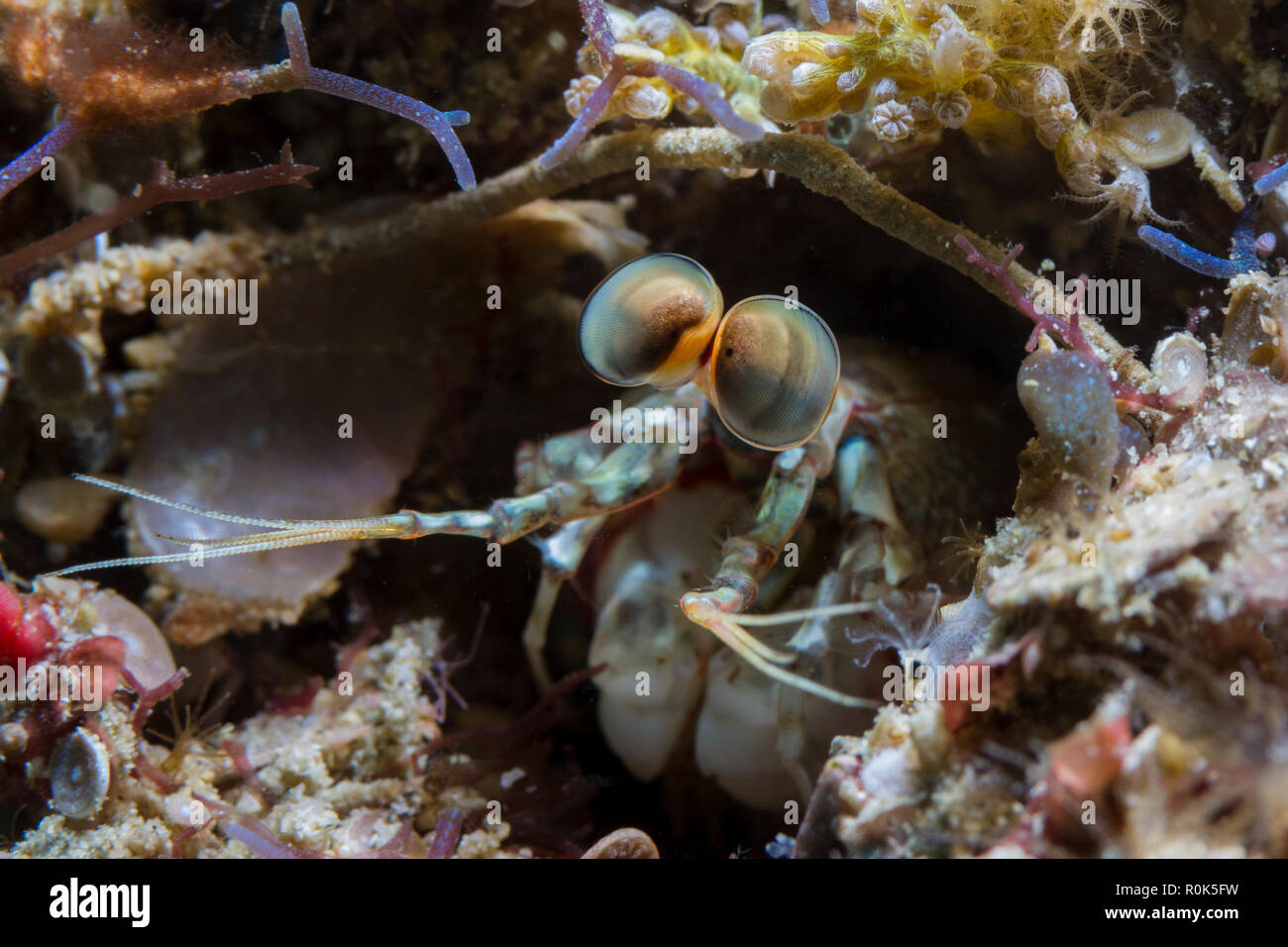 Mantis shrimp peeks its head out of its hole, Philippines. Stock Photo