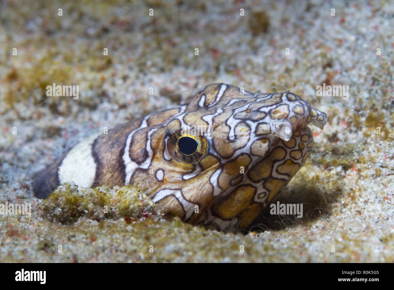 Clown snake eel hiding in the sand, Philippines. Stock Photo