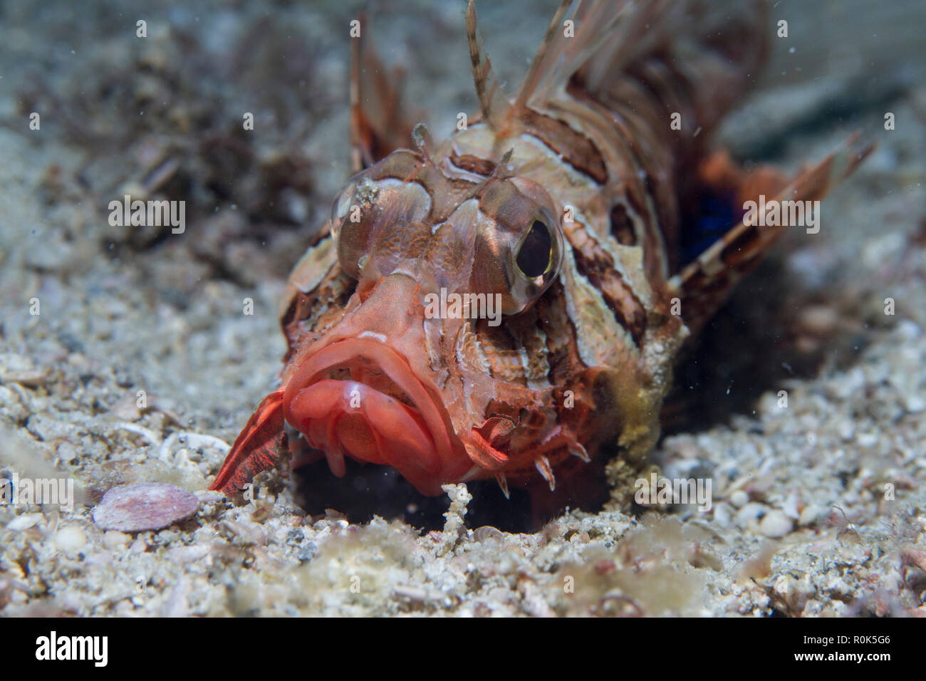 Gurnard lionfish in Puerto Galera, Philippines. Stock Photo