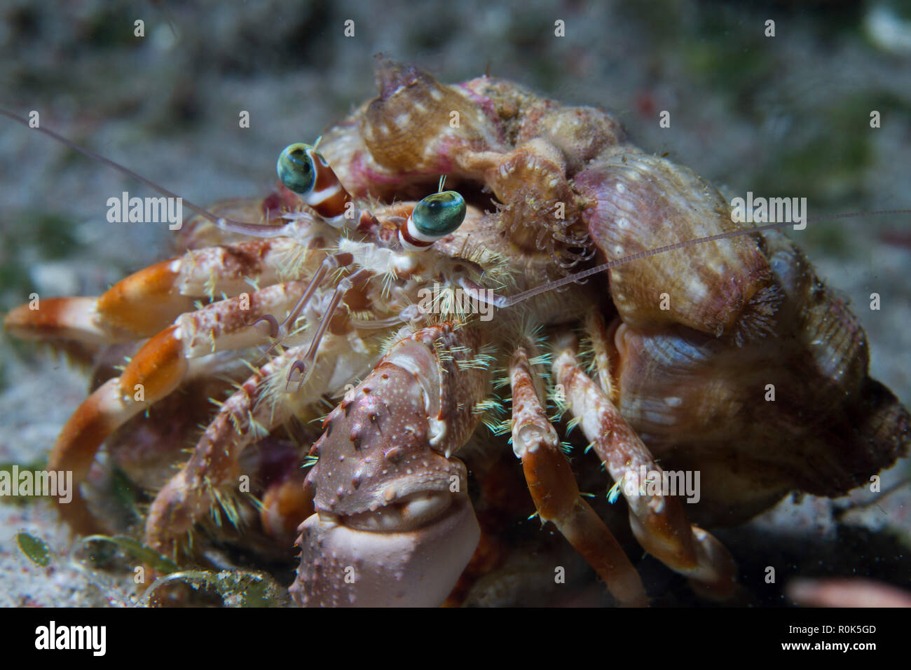 Hermit crab in the Philippines. Stock Photo