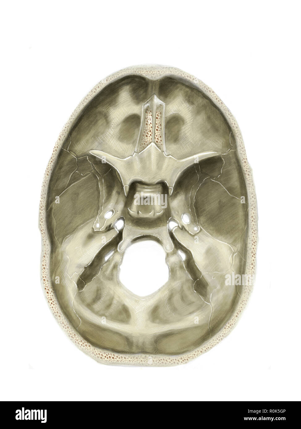 Digital cranial fossae illustration of the skull (no labels) Stock Photo