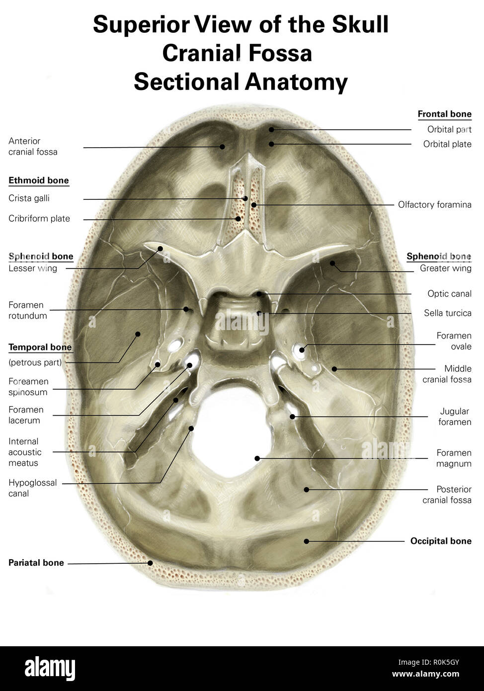 Digital illustration of the cranial fossa on human skull. Stock Photo