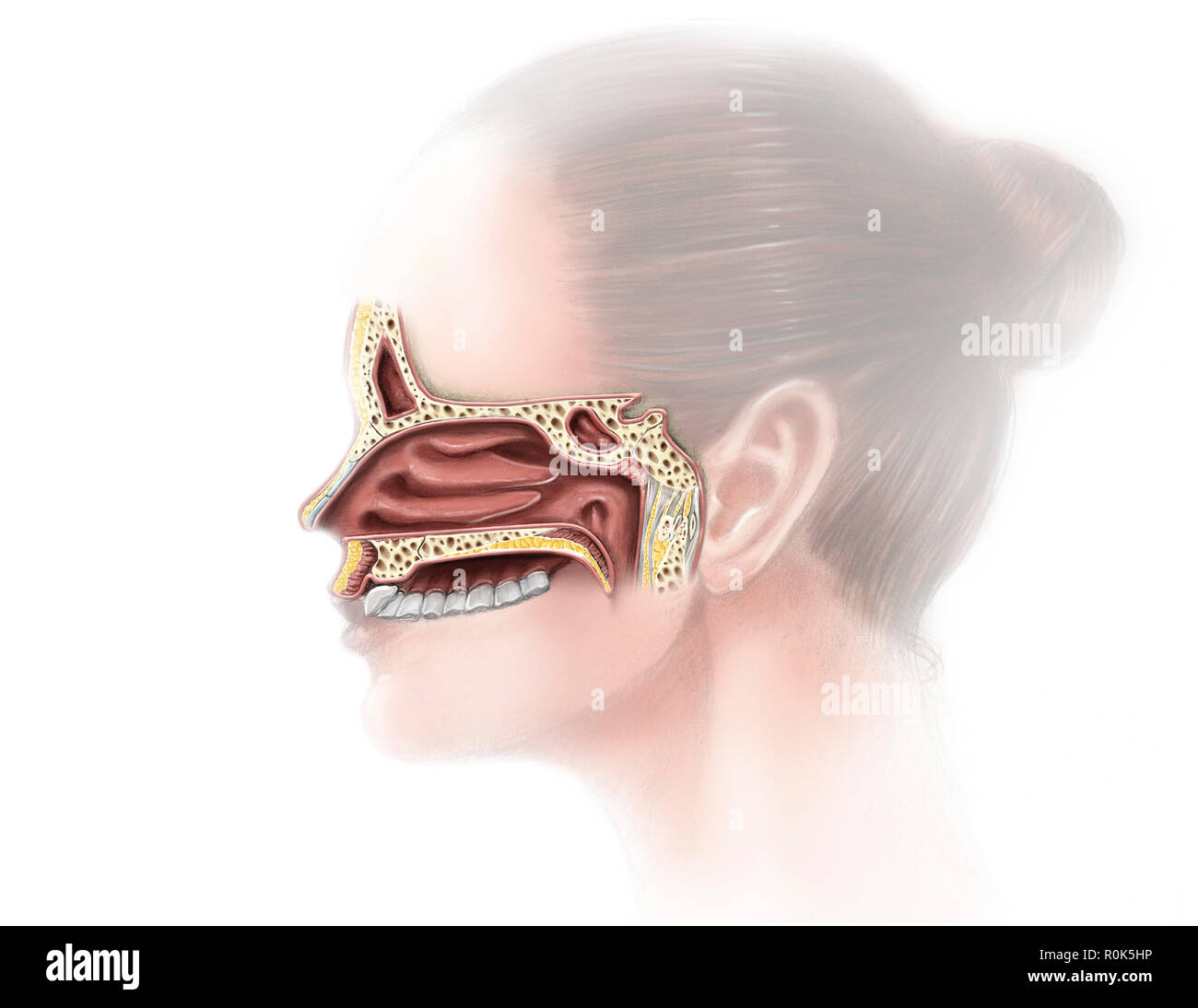 Digital illustration of nose and nasal sinus anatomy (no labels) Stock Photo