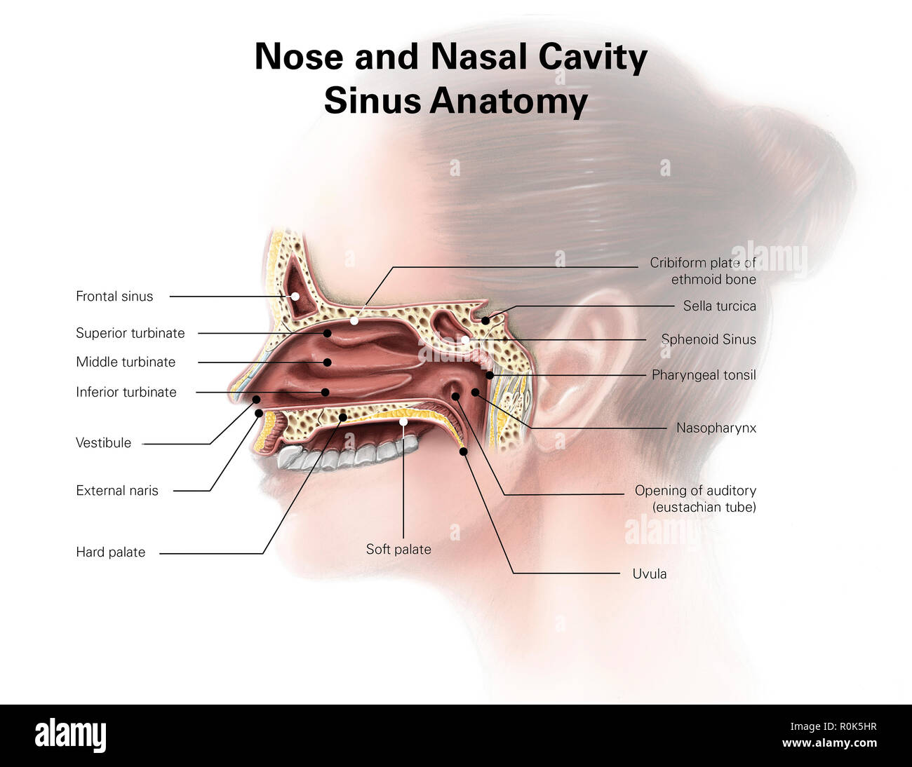 Digital illustration of nose and nasal sinus anatomy (no labels) Stock Photo