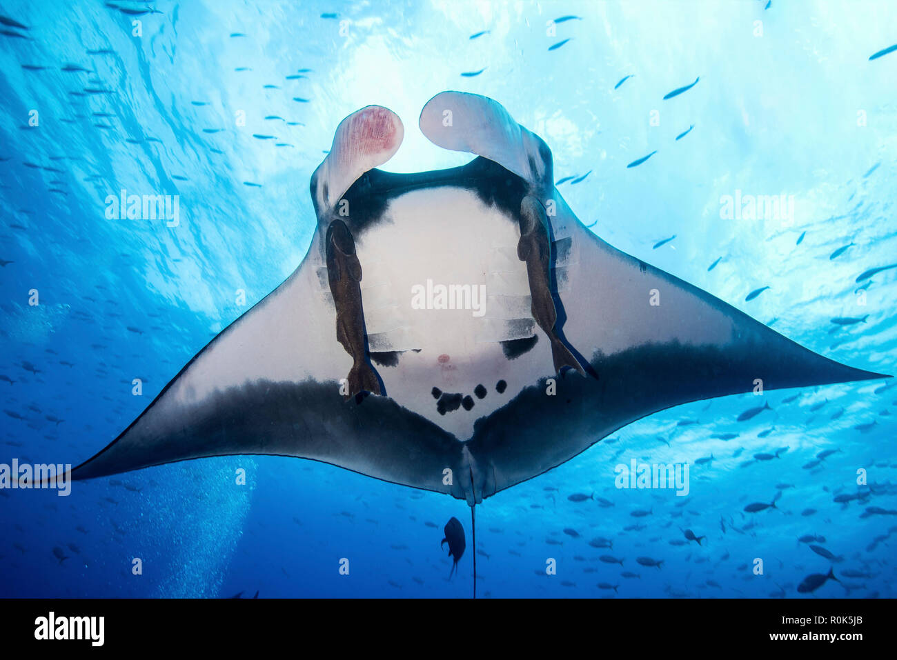 A giant pacific manta ray, Socorro Island, Mexico. Stock Photo