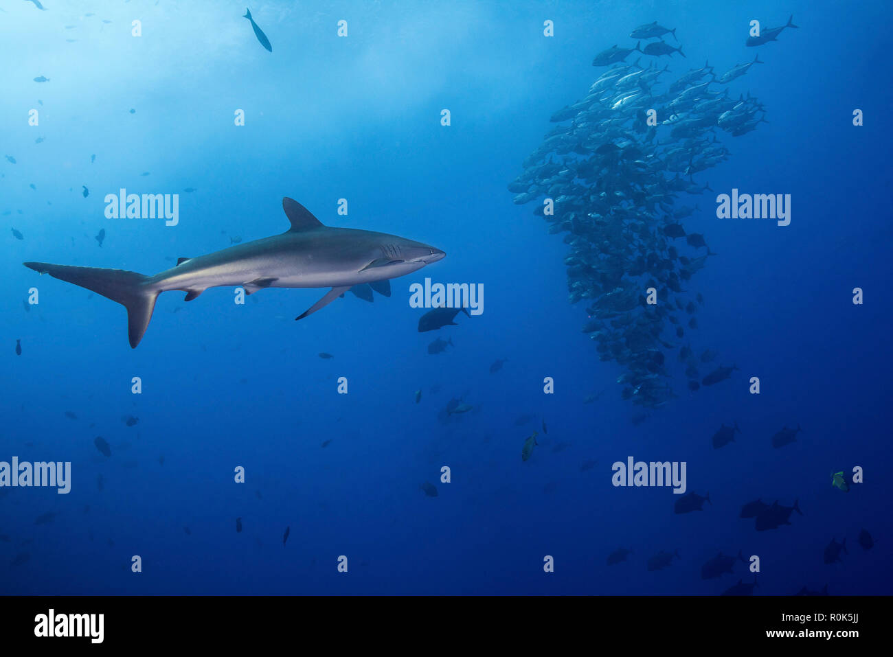 A silky shark hunting it's next meal, Socorro Island, Mexico Stock ...