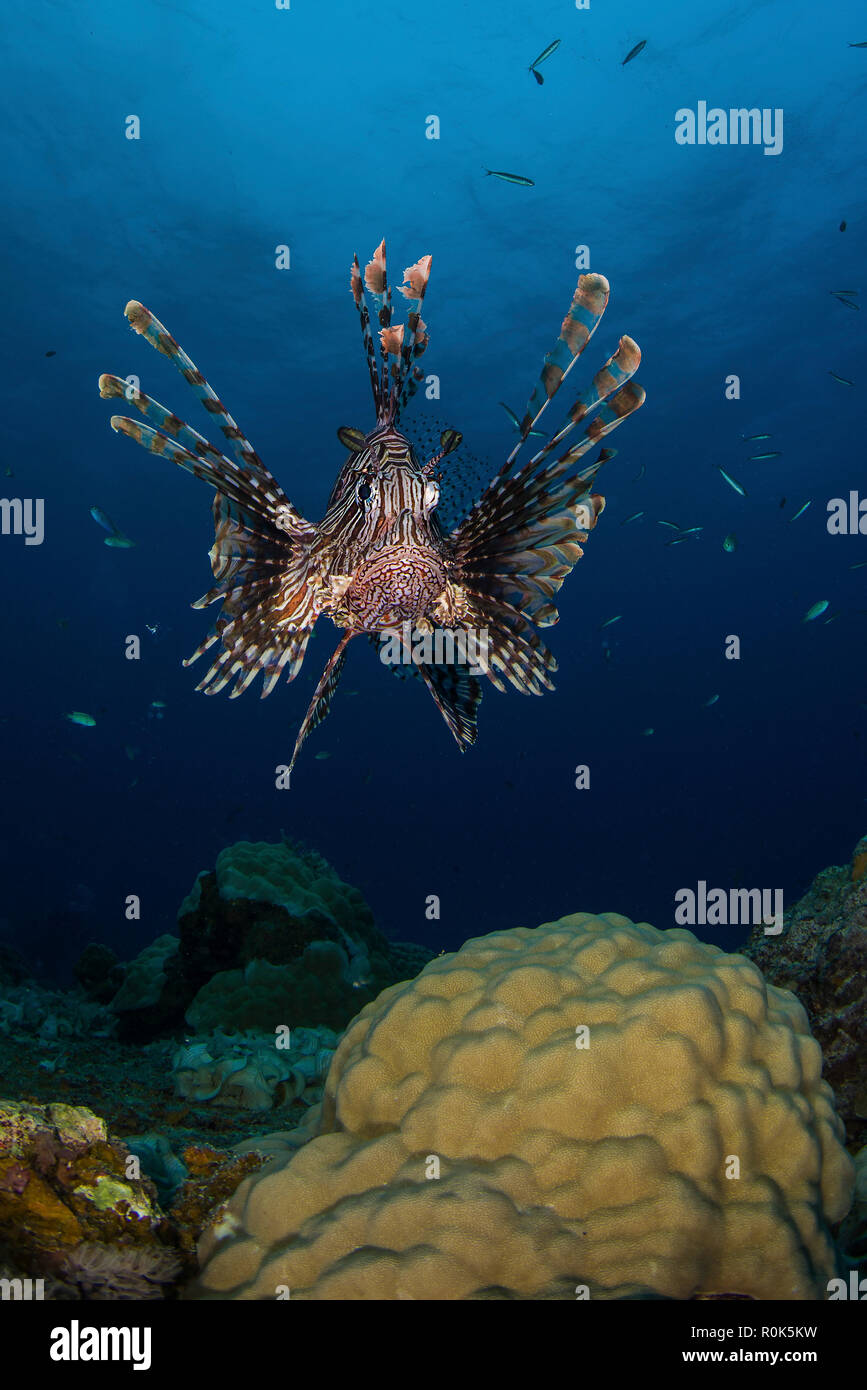 Lionfish over coral, Pacific Ocean, Micronesia. Stock Photo