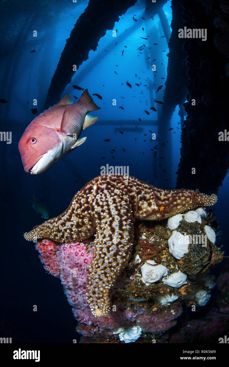 A sheephead hovers over a sea star under an oil rig platform. Stock Photo