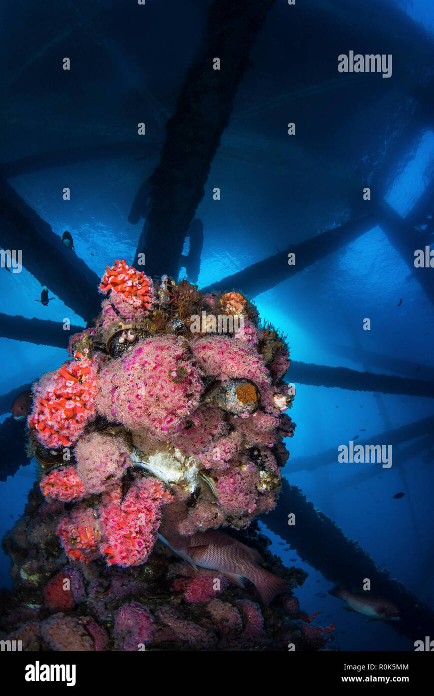 Beautiful strawberry anemones adorn the structure under an oil rig. Stock Photo