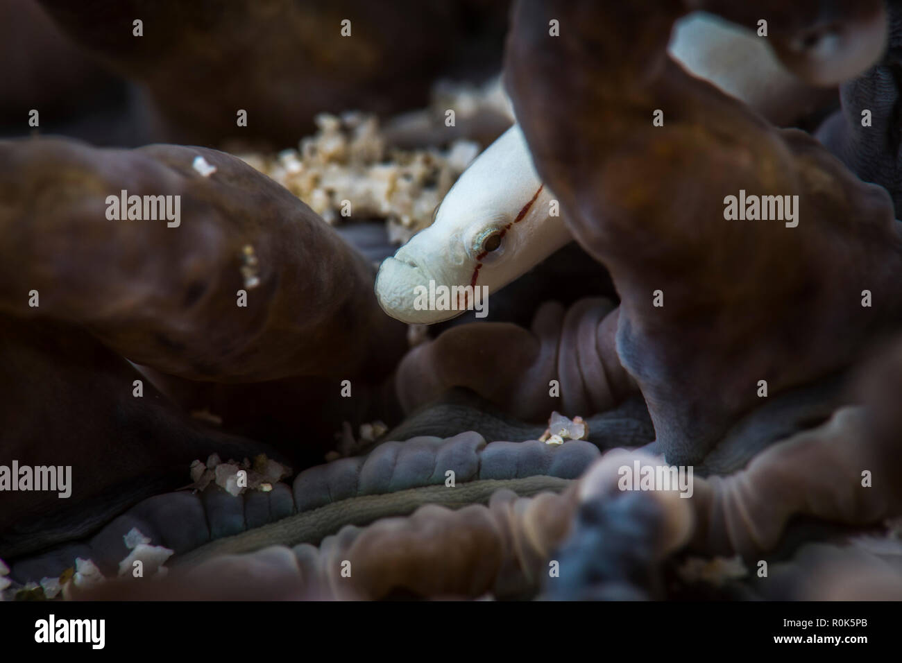 Mushroom coral pipefish, Anilao, Philippines. Stock Photo