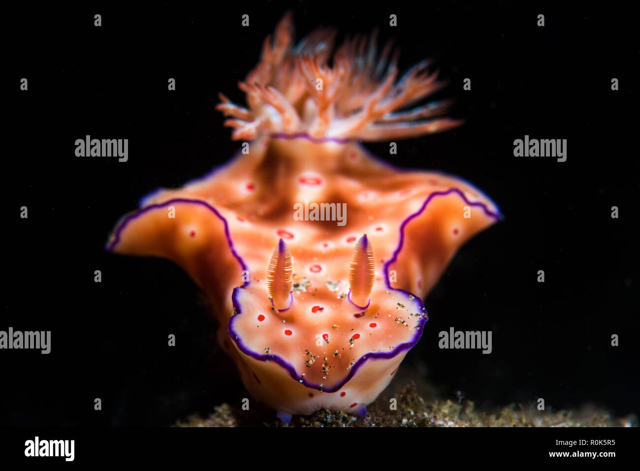A tri-lobe ceratosoma nudibranch, Anilao, Philippines. Stock Photo