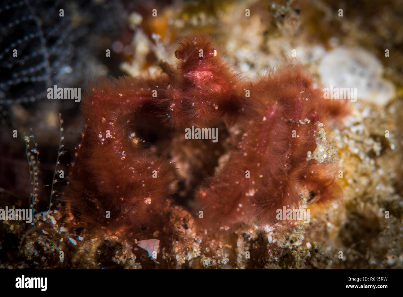 Orangutan crab, Anilao, Philippines. Stock Photo