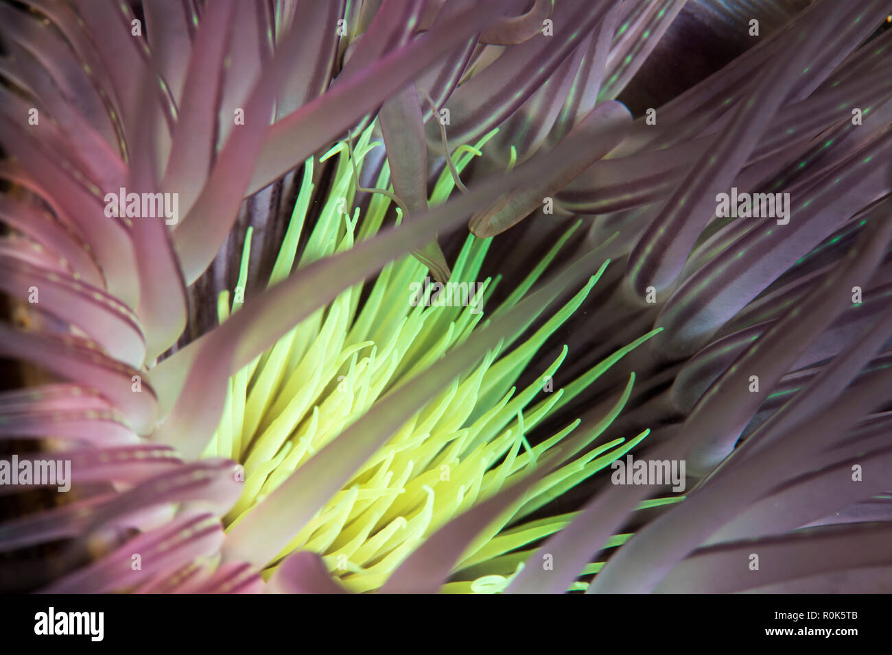 Psychedelic tube anemone, Anilao, Philippines. Stock Photo