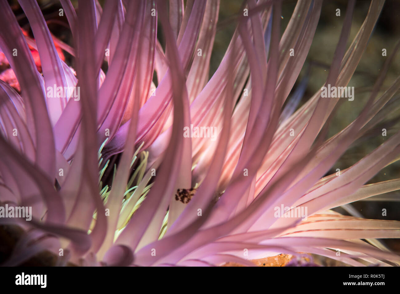 Tube anemone lit with filtered colored light, Anilao, Philippines. Stock Photo