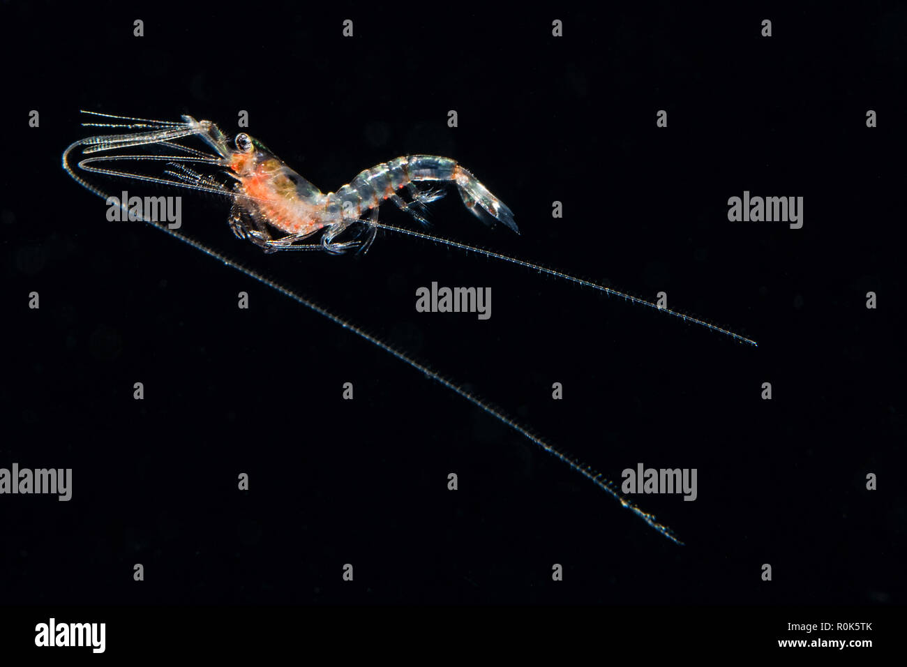 Pelagic planktonic shrimp, Anilao, Philippines. Stock Photo