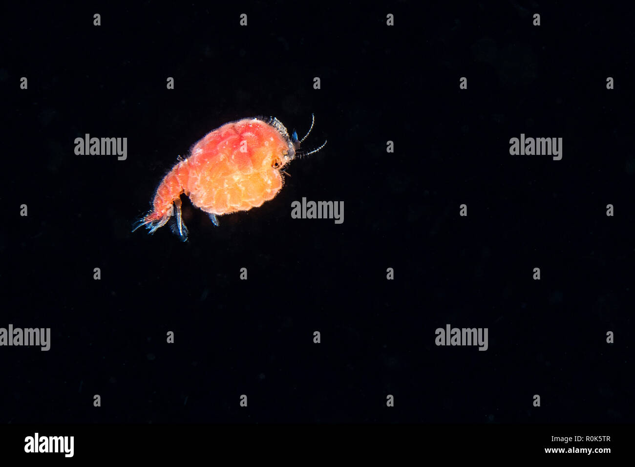 Larval shrimp, Anilao, Philippines. Stock Photo