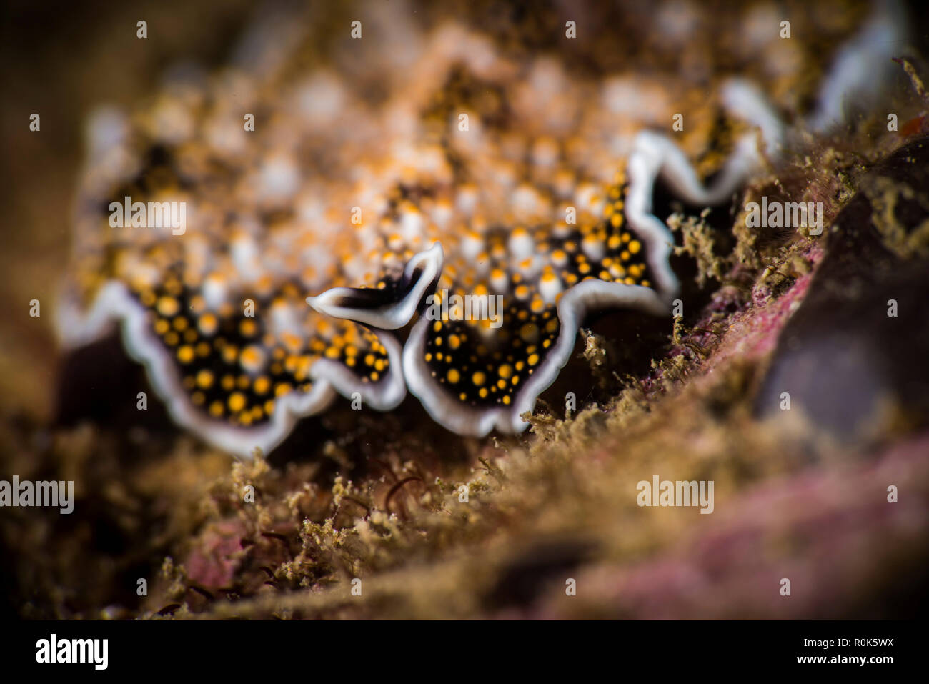 A polyclad flatworm makes its way over a coral reef. Stock Photo