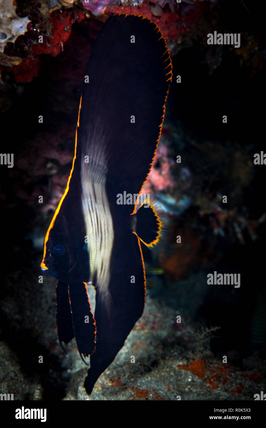 Juvenile batfish, Anilao, Philippines. Stock Photo