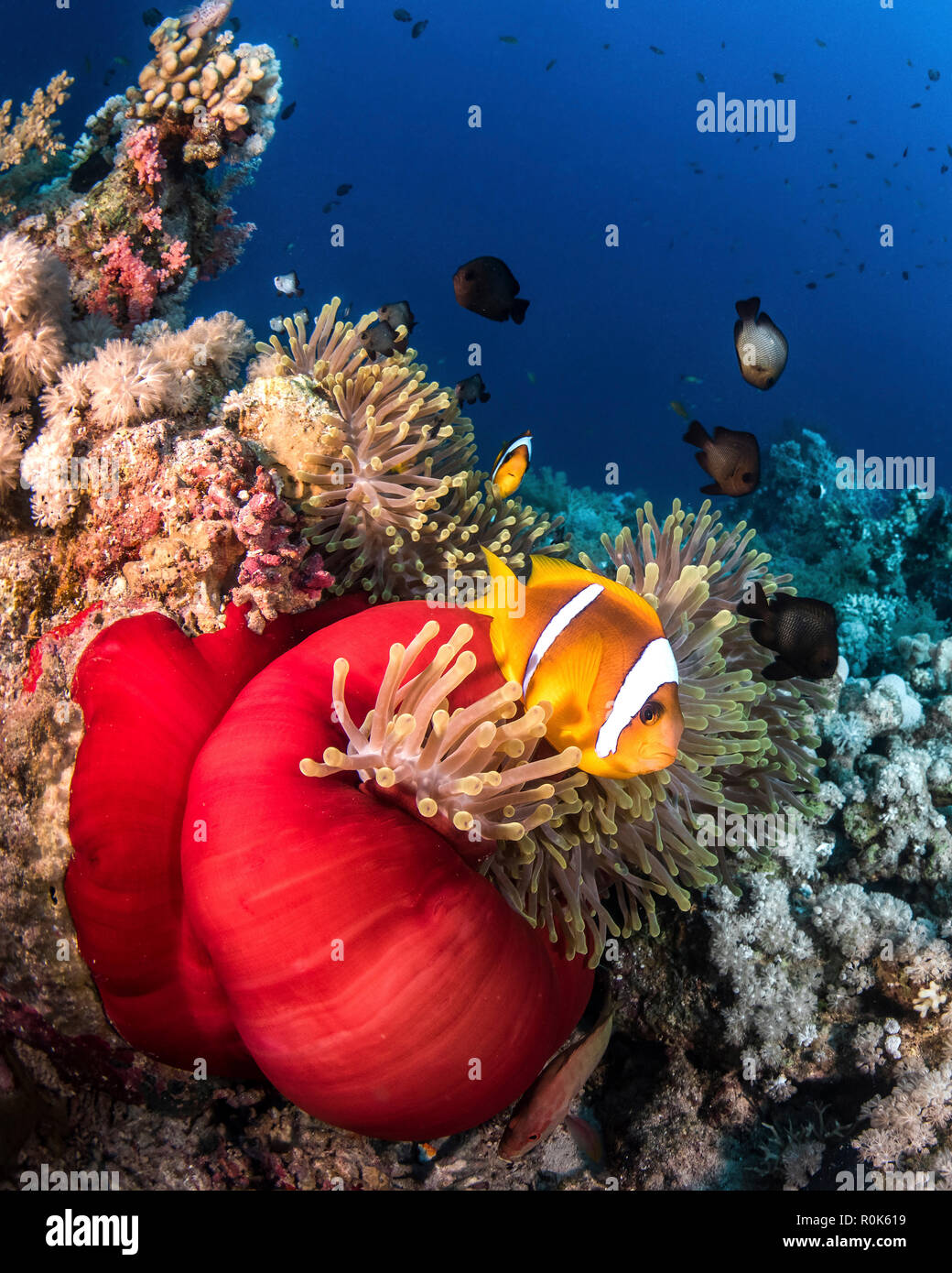 The anemones in the Red Sea have beautiful Red Skirts. Stock Photo