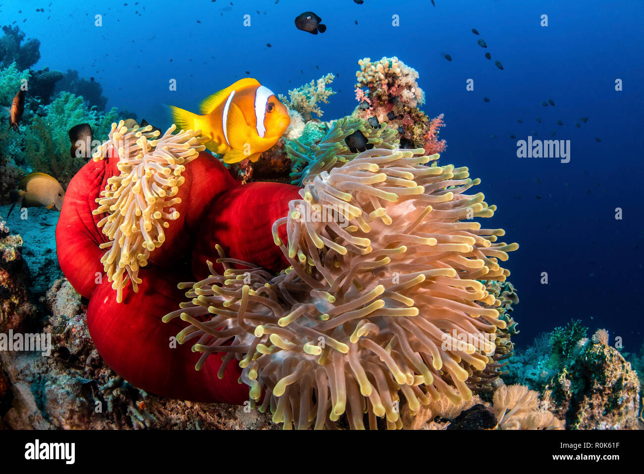 An anemone fish outside a closed anemone. Stock Photo