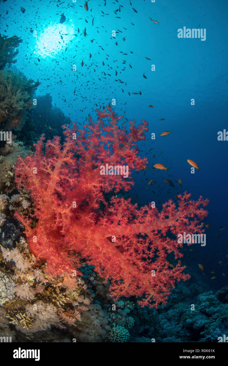 A soft coral grows along the side of a reef in the Red Sea. Stock Photo