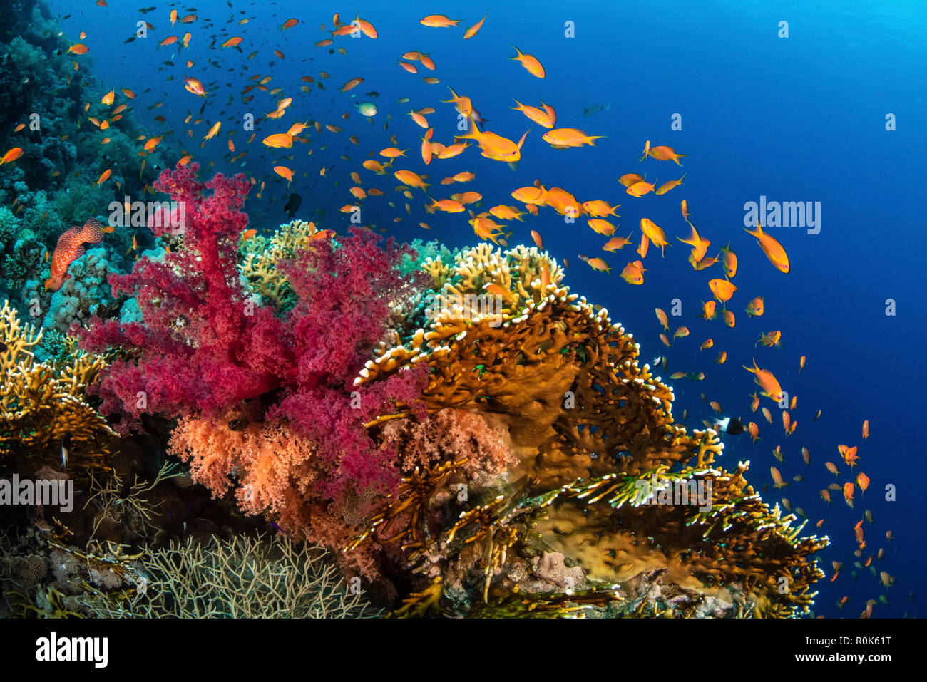 Hard and soft corals cover a reef colonized by anthias fish. Stock Photo