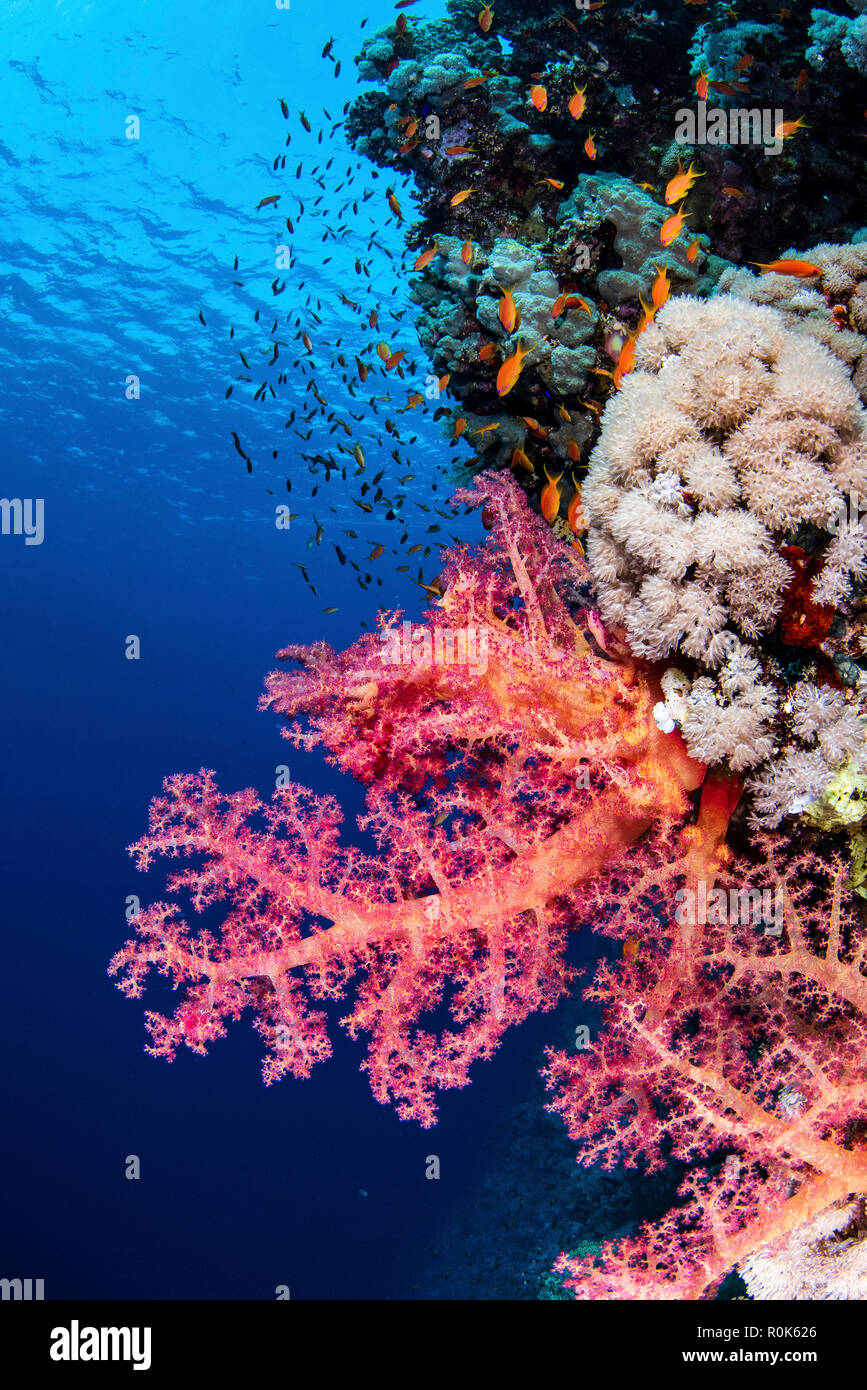 Typical soft coral reef with anthias fish in the Red Sea. Stock Photo