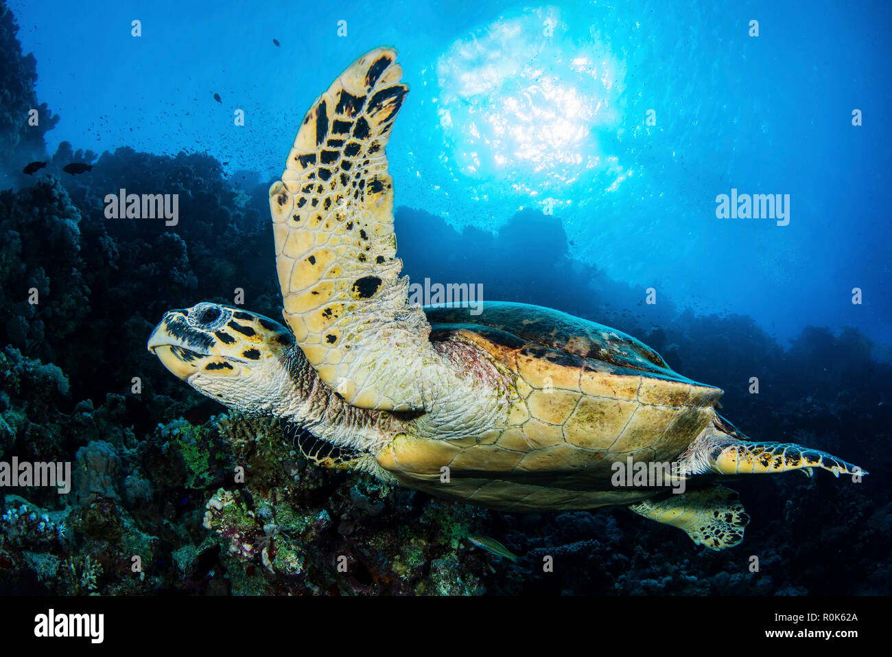 A hawksbill turtle glides through the water on a sunny day. Stock Photo