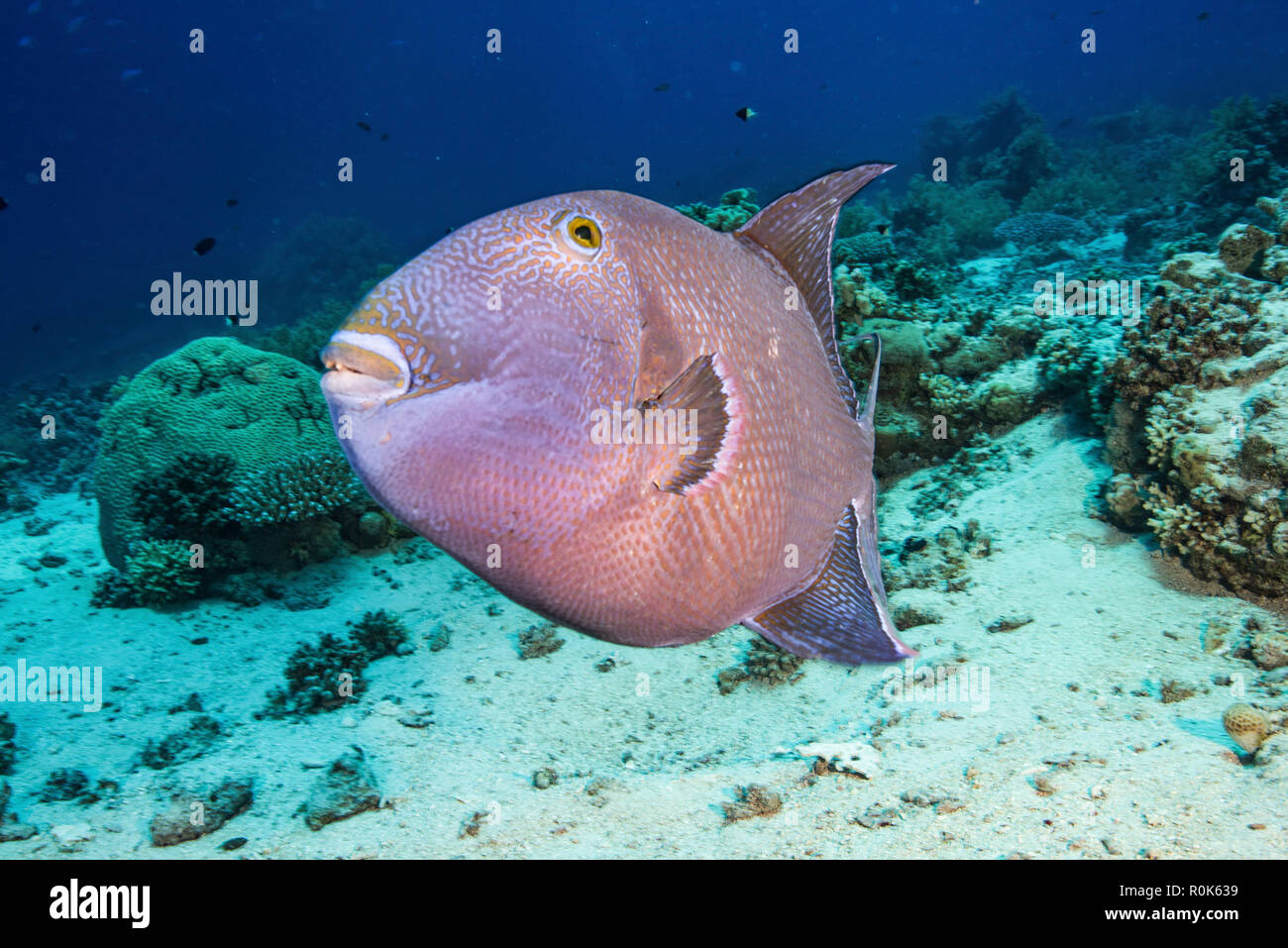 A titan triggerfish aggressively defends it's nest of eggs in the sand. Stock Photo
