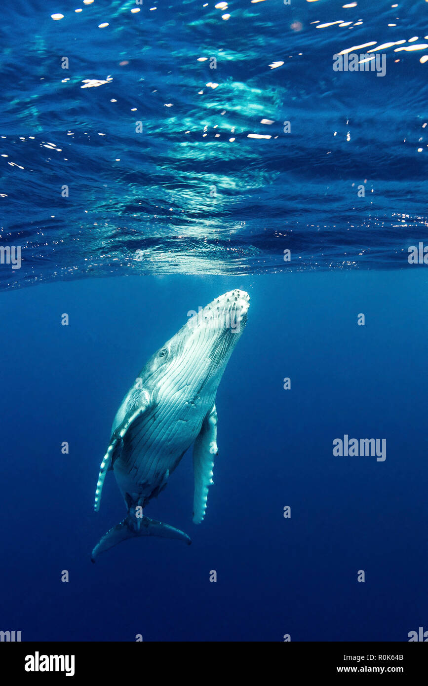 Humpback whale underwater hi-res stock photography and images - Alamy