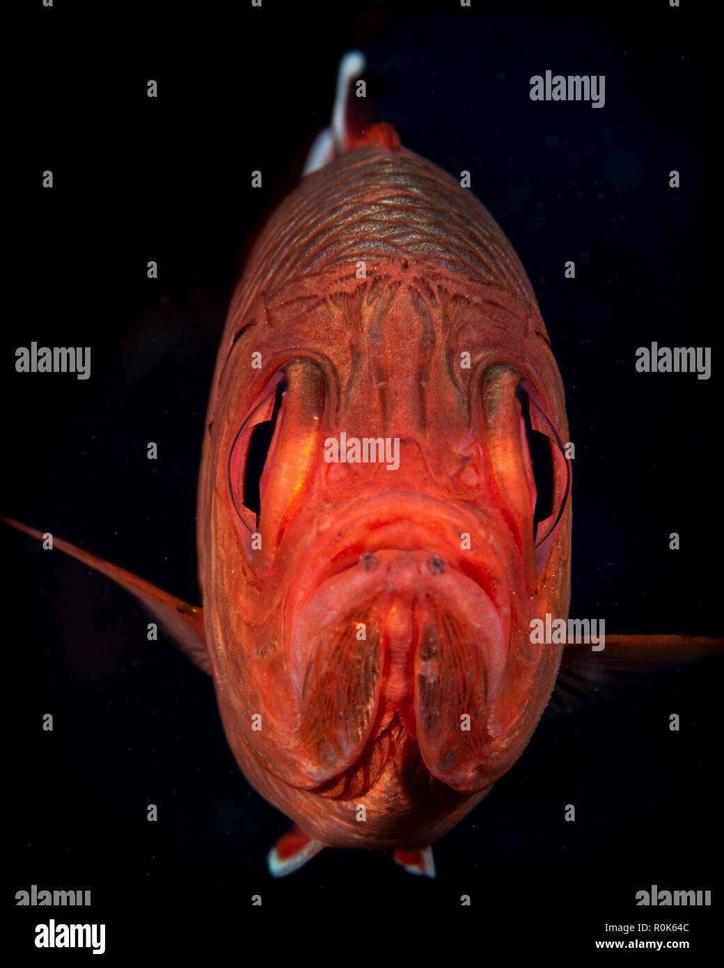 A portrait of a soldierfish with a perpetual frown. Stock Photo