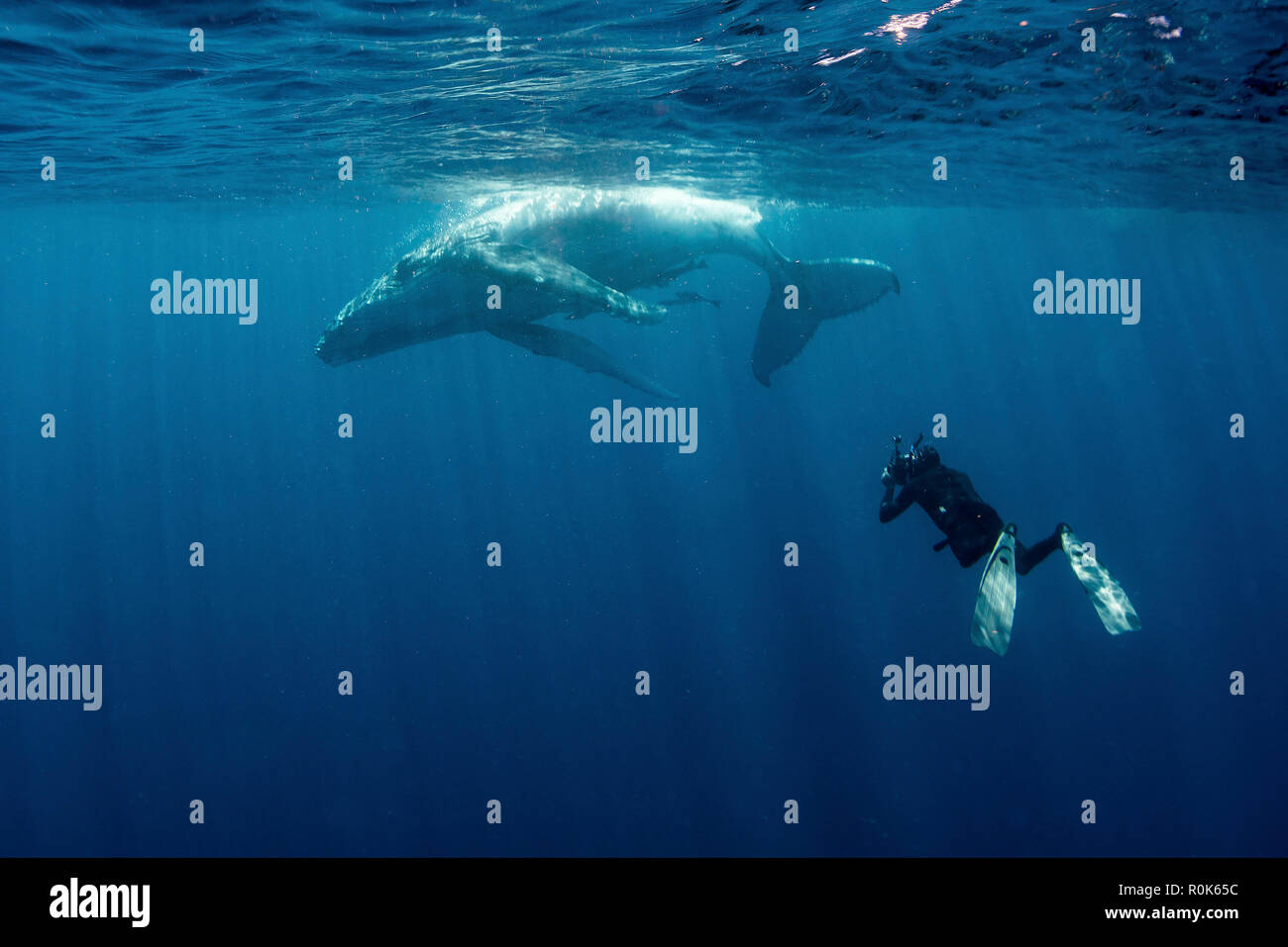 A diver photographs a baby whale at the surface. Stock Photo